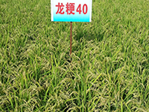 ����40-ˮ���N��-ɏ�R�r(n��ng)�I(y��)