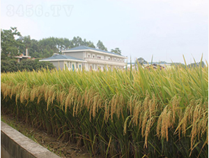 Ұ�マ(y��u)��z-�G���N�I(y��)