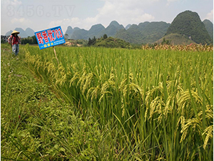 Ұ�マ(y��u)703-�G���N�I(y��)