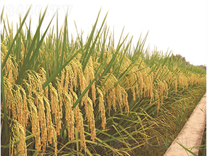 Ұ�マ(y��u)2998-�G���N�I(y��)