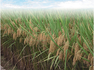 ���S��(y��u)001-�G���N�I(y��)