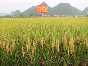 ���S��(y��u)838-�G���N�I(y��)