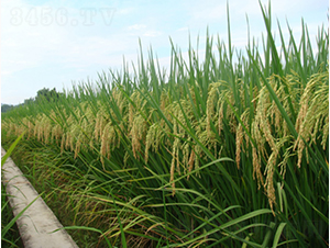 �G����(y��u)5̖-�G���N�I(y��)