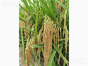 �߷僞(y��u)1̖-�G���N�I(y��)