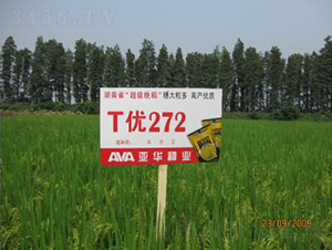 T��(y��u)272-�s������-���A�N�I(y��)