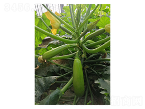 ���(y��ng)-�����J�N��-��V�r(n��ng)�I(y��)