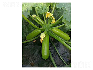 �~�ͺ�-�����J�N��-��V�r(n��ng)�I(y��)