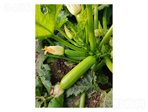 �G��һ̖(h��o)-�����J�N��-��V�r(n��ng)�I(y��)