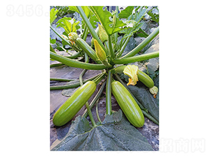 ��ӯ-�����J�N��-��V�r(n��ng)�I(y��)