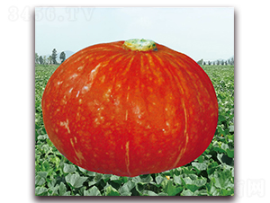 ����-�ϹϷN��-��֮�W