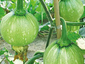 ������̖(h��o)-�ϹϷN��-���؈@ˇ