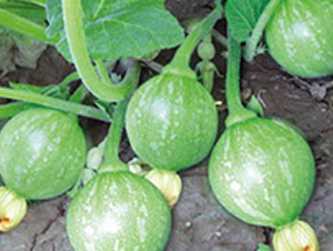 �o������-�ϹϷN��-���؈@ˇ