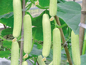 ���@һ̖-�S�ϷN��-���؈@ˇ