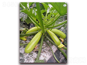 ʥ���_-�����J�N��-���_(d��)