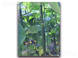 ���_(d��)1̖-�S�ϷN��-���_(d��)