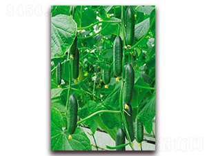 �G��2̖-�S�ϷN��-���_(d��)