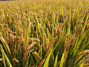 �(zh��n)��18̖-ˮ���N��-�S���N�I(y��)