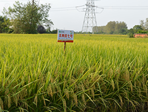 �S�Ƀ�(y��u)��̖(h��o)-ˮ���N��-�S��(l��)�N�I(y��)