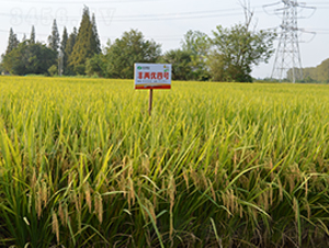 �S�Ƀ�(y��u)��̖(h��o)-ˮ���N��-�S��(l��)�N�I(y��)