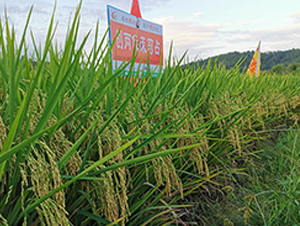 ��(chu��ng)�Ƀ�(y��u)����ռ-ˮ���N��-�S��(l��)�N�I(y��)