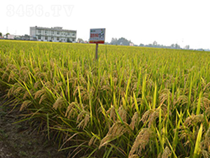 �΃�(y��u)�п�13-1-ˮ���N��-�S��(l��)�N�I(y��)