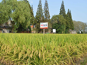 �Ƀ�(y��u)5078-ˮ���N��-�S��(l��)�N�I(y��)