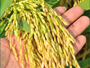 δ�Ƀ�(y��u)6̖(h��o)-ˮ���N��-δ��(l��i)�N�I(y��)