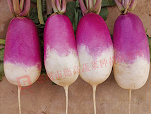 R275-�}���N��-�¸�