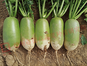 RS53-�S�GƤ�}���N��-�¸�