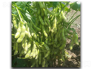 ���r��̖-ë���N��-ï�A�N�I(y��)