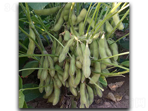 ï��(y��u)66-ë���N��-ï�A�N�I(y��)