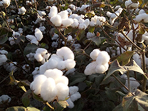 �º�24̖(h��o)-�޻��N��-��ʥ�̷N�I(y��)