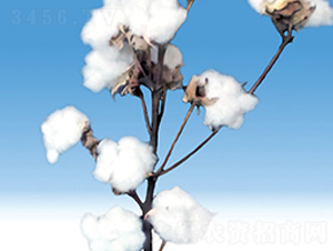 �º�39̖(h��o)-�޻��N��-��ʥ�̷N�I(y��)