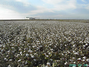 �º�35̖(h��o)-�޻��N��-��ʥ�̷N�I(y��)