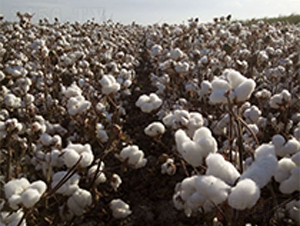 �����50̖(h��o)-�޻��N��-��ʥ�̷N�I(y��)