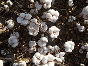 �����57̖(h��o)-�޻��N��-��ʥ�̷N�I(y��)