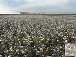 �����67̖(h��o)-�޻��N��-��ʥ�̷N�I(y��)