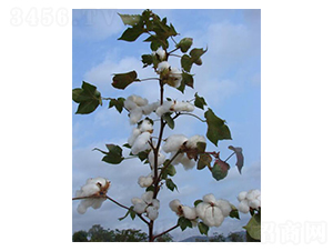 �����79̖(h��o)-�޻��N��-��ʥ�̷N�I(y��)