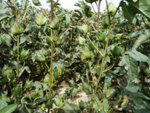 �º�56̖(h��o)-�޻��N��-��ʥ�̷N�I(y��)