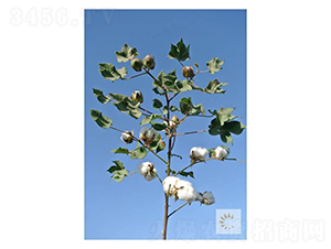 �����75̖(h��o)-�޻��N��-��ʥ�̷N�I(y��)