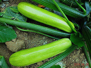 �G����-�����J�N��-�����S��