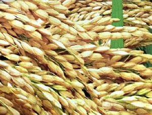 �r(n��ng)��15̖(h��o)-ˮ���N��-���ƷN�I(y��)