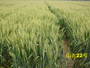 ɽ�r(n��ng)22̖(h��o)-С���N��-����N�I(y��)