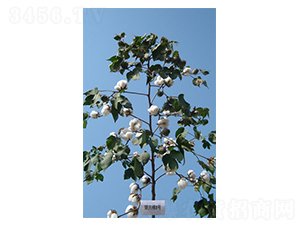 �y�d��8̖(h��o)-�޻��N��-����N�I(y��)