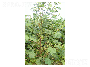 �y�d��5̖(h��o)-�޻��N��-����N�I(y��)