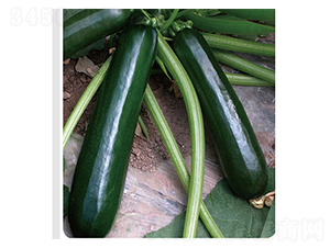 ������̖(h��o)-�����J�N��-�x���