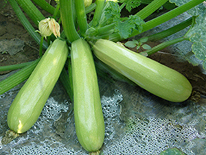 �ل�101-�����J�N��-�x���