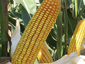 ����18-���׷N��-���r(n��ng)�N�I(y��)