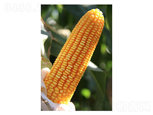 ��5̖(h��o)-���׷N��-���r(n��ng)�N�I(y��)