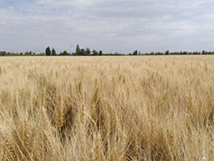 �´�43̖-С���N��-��ʥ�̷N�I(y��)